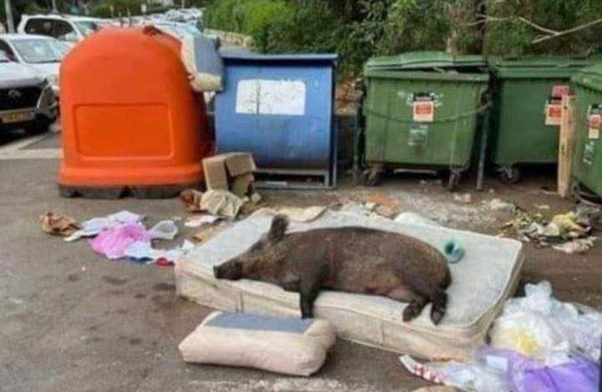 Fotografija divlje svinje uz kontejnere nije snimljena ovog tjedna u Zagrebu